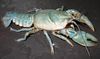 Filename=DaleWestabyC_Diogenesbluemorph.jpg
Filesize=84KiB
Dimensions=886x523
Date added=Jan 04, 2008 DaleWestabyC_Diogenesbluemorph.jpg