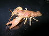 Filename=DaleWestabyPinkMorphOrusticus-propinquushybrid.jpg
Filesize=75KiB
Dimensions=572x428
Date added=Jan 04, 2008 DaleWestabyPinkMorphOrusticus-propinquushybrid.jpg