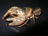 Filename=DalewestabyO_rusticus-propinquushybrid.jpg
Filesize=105KiB
Dimensions=572x428
Date added=Jan 04, 2008 DalewestabyO_rusticus-propinquushybrid.jpg