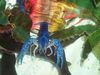 Filename=busterkingcrab.jpg
Filesize=101KiB
Dimensions=900x675
Date added=Mar 15, 2008 busterkingcrab.jpg