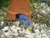 Filename=lightblue.jpg
Filesize=122KiB
Dimensions=800x600
Date added=Nov 15, 2007 lightblue.jpg